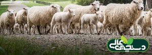 رفتارشناسی گوسفند برای پرورش و مدیریت بهتر گله