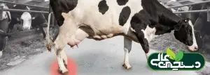 زخم سم گاو