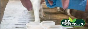 روند شیردوشی در گاوداری 5 مرحله دارد