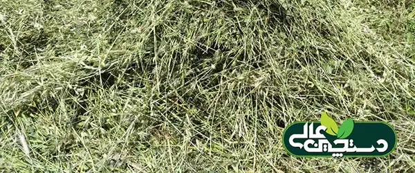 کاهش وابستگی به واردات نهاده جو با برداشت سبز جو (قصیل جو)