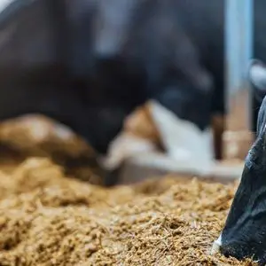 آشنایی با افزودنی های خوراک دام و نقش آنها