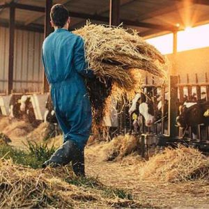 ایمنی کارکنان دامداری خود را افزایش دهید