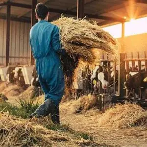 ایمنی کارکنان دامداری خود را افزایش دهید